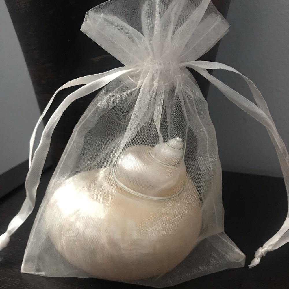 Jade Turbo Seashell - Picture 10 of 10